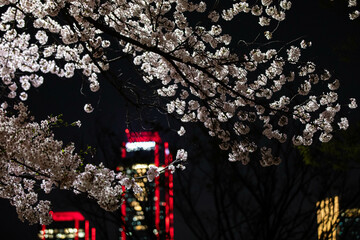 Beautiful cherry blossom scenery at night on a warm spring day