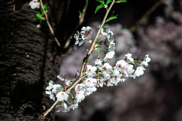Beautiful cherry blossom scenery at night on a warm spring day