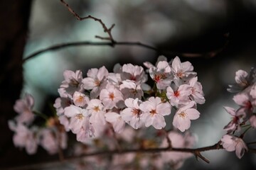 Beautiful cherry blossom scenery at night on a warm spring day
