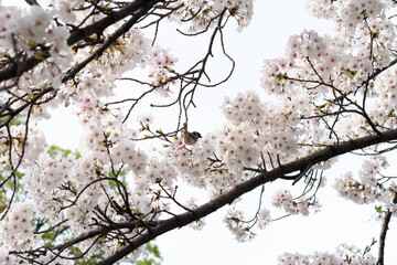 桜