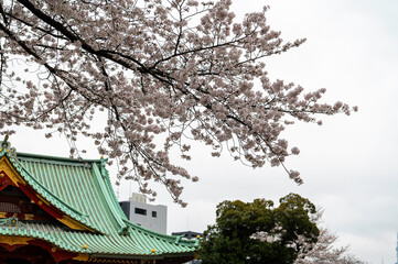 東京都千代田区御茶ノ水に咲く桜の景色
