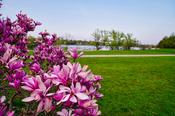Scenic spring vista of Dows Lake in Ottawa with deep pink Magnolia blossoms in the foreground at the Dominion Arboretum Gardens in Ottawa,Ontario,Canada