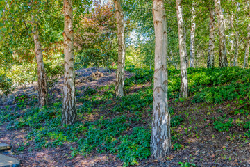 Trees at Mayfield Garden