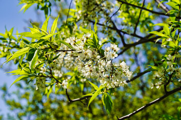 Delicate white Plum blossoms during spring at the Dominion Arboretum Gardens in Ottawa,Ontario,Canada