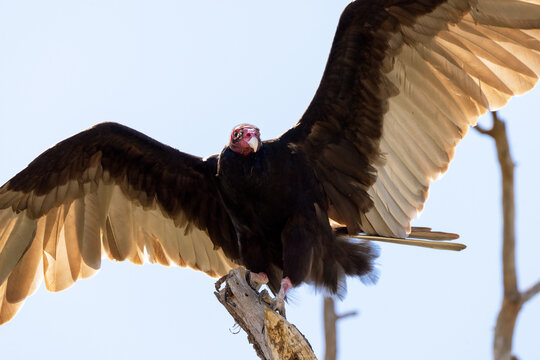A closeup portrait of a turkey vulture (Cathartes aura) spreading its wings in Myakka City, Florida