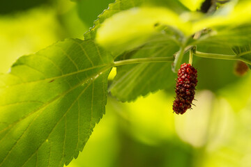 A mulberry (Morus sp.) that is almost ripe on a tree in southwest Florida