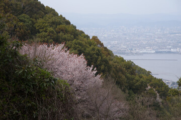岡山県・ 金甲山に桜と岡山市