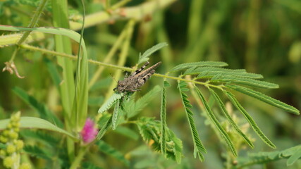 An adult brown leafhopper is perched on a bush branch