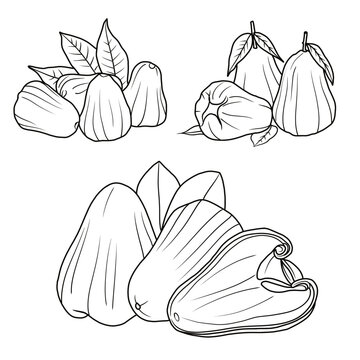 Vector drawing Illustration Hand drawn ink sketch of Water Apple Fruit, Half Peeled, whole and sliced line art isolated on white background.  For kids coloring book.outline vector doodle illustration