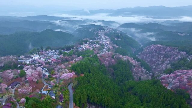 Japanese spring in the foggy mountains, sakura in bloom in Yoshino mountain in Nara, Japan, drone view of cherry blossom in Japanese mountains