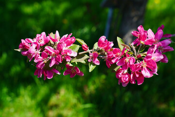 Close up of deep pink Crab apple blossoms with a delicate floral scent in full bloom in spring, mid may at the Dominion Arboretum Gardens in Ottawa,Ontario,Canada