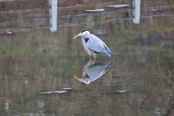 A Great Blue Heron looking out for fish on the Rideau Canal in Ottawa,Ontario,Canada 