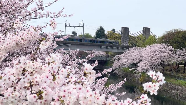満開の桜と電車