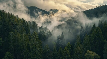 A panoramic image capturing the mystical beauty of the Black Forest, where the early morning fog rises between tall forest trees, creating a magical atmosphere.