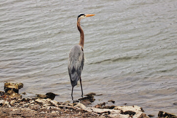 A Great Blue Heron looking out for fish in the Dows lake in Ottawa,Ontario,Canada 