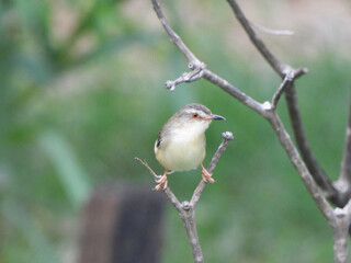Plain Prinia (Prinia inornata)