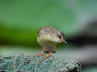 Plain Prinia (Prinia inornata)