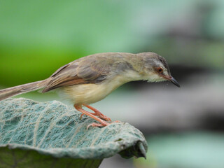 Plain Prinia (Prinia inornata)