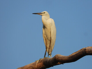 Chinese Egret (Egretta eulophotes)