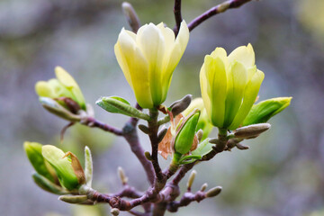 Close up of beautiful butterscotch yellow Magnolia flowers in full bloom at the beginning of Spring in early May at the Dominion Arboretum Gardens in Ottawa,Ontario,Canada