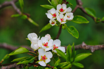 Delicate white Pear blossom flowers in bloom, botanical name- pyrus salicifolia pendula in early spring at the Dominion Arboretum Gardens in Ottawa,Ontario,Canada