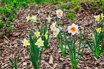 Pretty double flowered, two toned yellow white orange daffodils,Narcissus jonquilla ,in bloom, in mid spring at the Dominion Arboretum Gardens in Ottawa,Ontario,Canada
