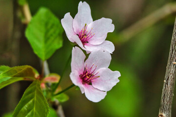 Delicate Cherry Blossoms close up with typical pale pink flowers in bloom in early spring at the Dominion Arboretum Gardens in Ottawa,Ontario,Canada