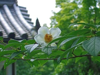 妙心寺東林院に咲いていた沙羅双樹の花