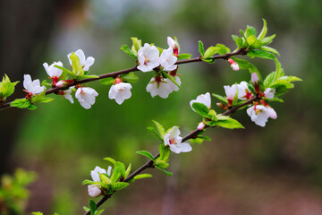 Delicate Cherry Blossoms close up on a branch with typical pale pink flowers in bloom in early...