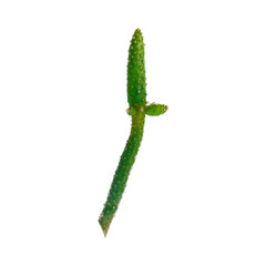cactus branch