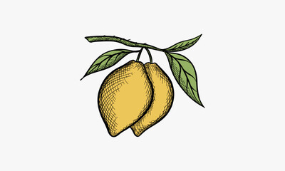 Hand drawn vector illustration of lemon. Isolated on white background. Retro style.