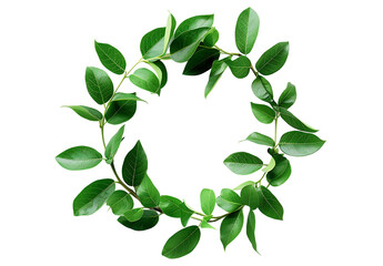 Wreath made of green leaves on a white background
