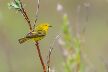 Yellow Warbler