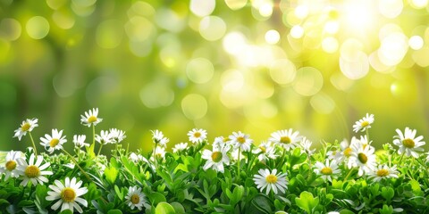 A group of daisies standing tall amidst a lush field of green grass, shining under the springtime...