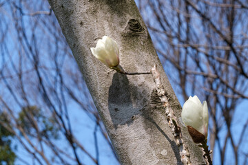 モクレンの花びら