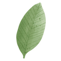 Obraz premium green leaf