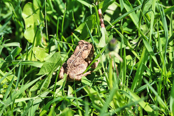American toad in the fresh green grass at the Dominion Arboretum Gardens in Ottawa,Ontario,Canada