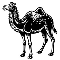      Camel silhouette  vector illustration.