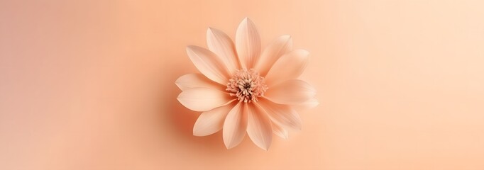 Fototapeta na wymiar Closeup delicate peach flower of pastel on peach gradient background with blank space for text, summer and spring background concept