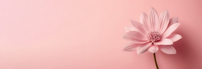 Closeup delicate pink flower of pastel on pink gradient background with blank space for text, summer and spring background concept