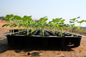 Melon seedlings in seed trays