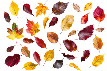 Autumn leaves flying and falling isolated on background, multi color of leaves foliage in autumn...