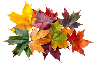 Autumn leaves flying and falling isolated on background, multi color of leaves foliage in autumn season.