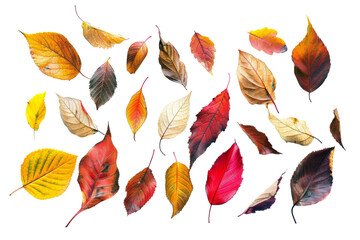 Autumn leaves flying and falling isolated on background, multi color of leaves foliage in autumn season.