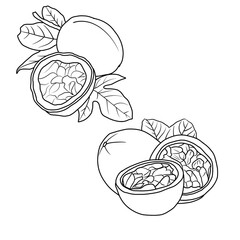 Vector drawing Illustration Hand drawn ink sketch of Passion fruit, Half Peeled, whole and sliced line art isolated on white background.  For kids coloring book.outline vector doodle illustration