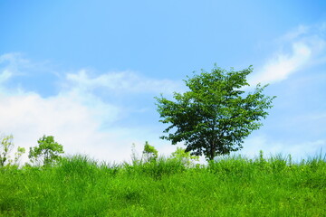 白い雲と青い空と緑の木と草の丘の風景1