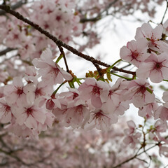 桜の花