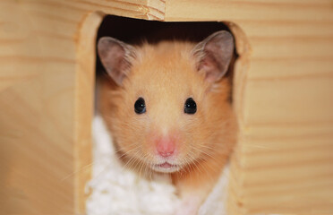 Obraz premium Golden hamsters is peeking out from his wooden house