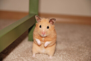 Golden hamster standing in an adorable pose