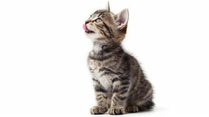 Obraz premium Cute kitten sitting, looking up and licking its lips waiting for yummy isolated on white background.